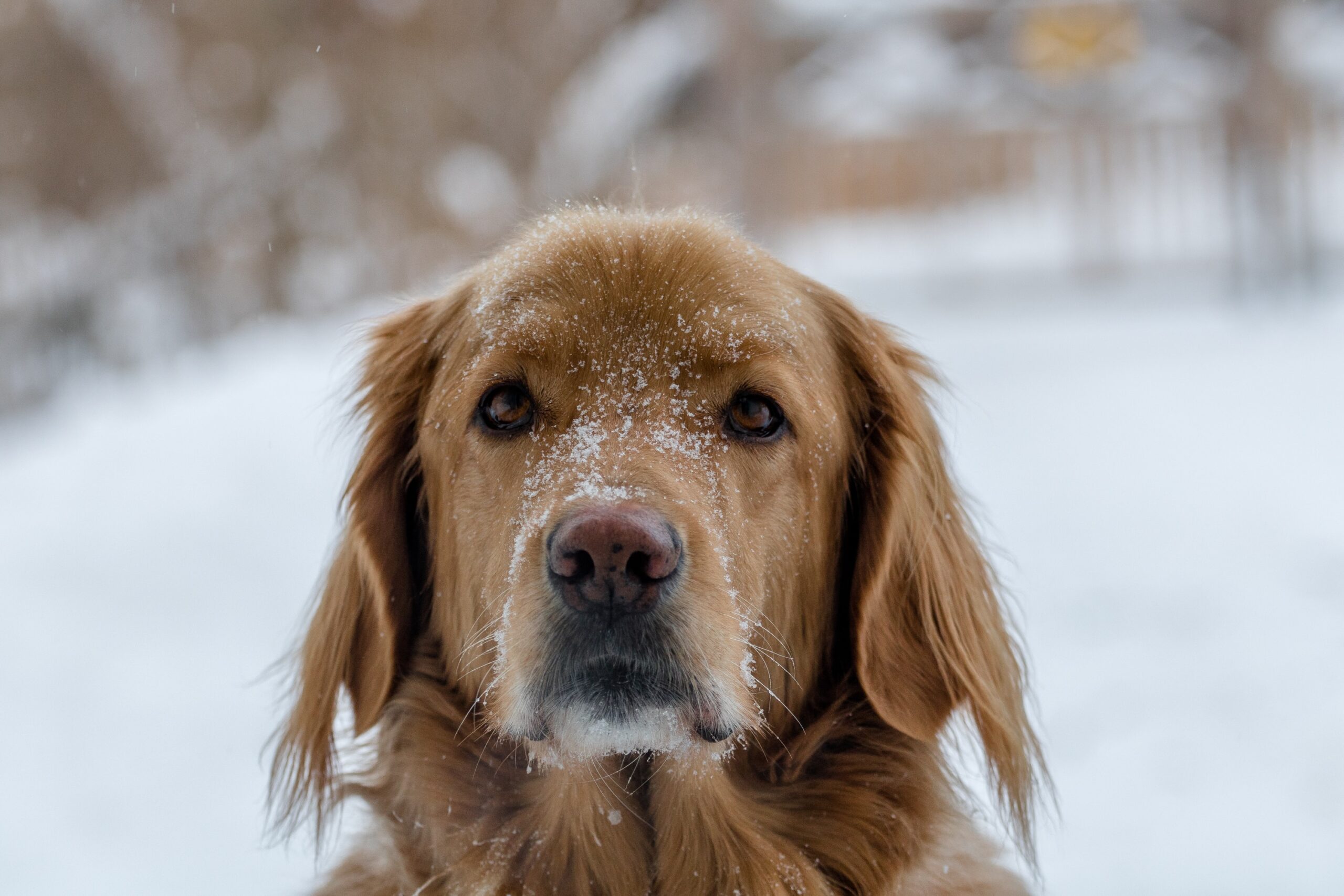 3 Gezellige Wintermomenten Met Je Hond