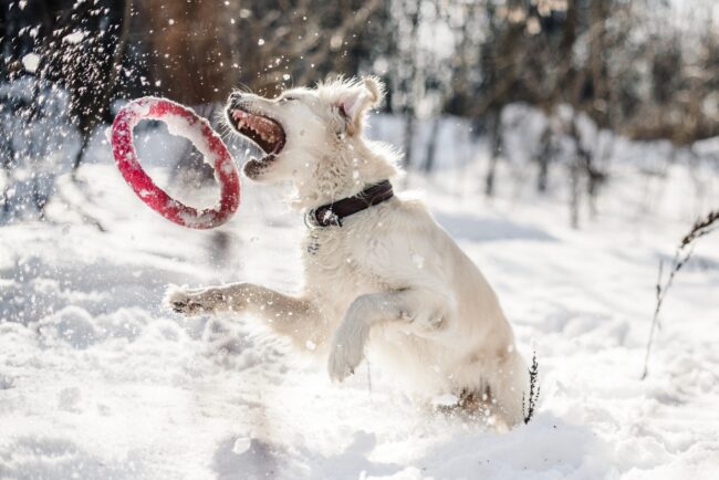 5 Manieren Om Je Hond Extra Goed Te Verzorgen In De Winter