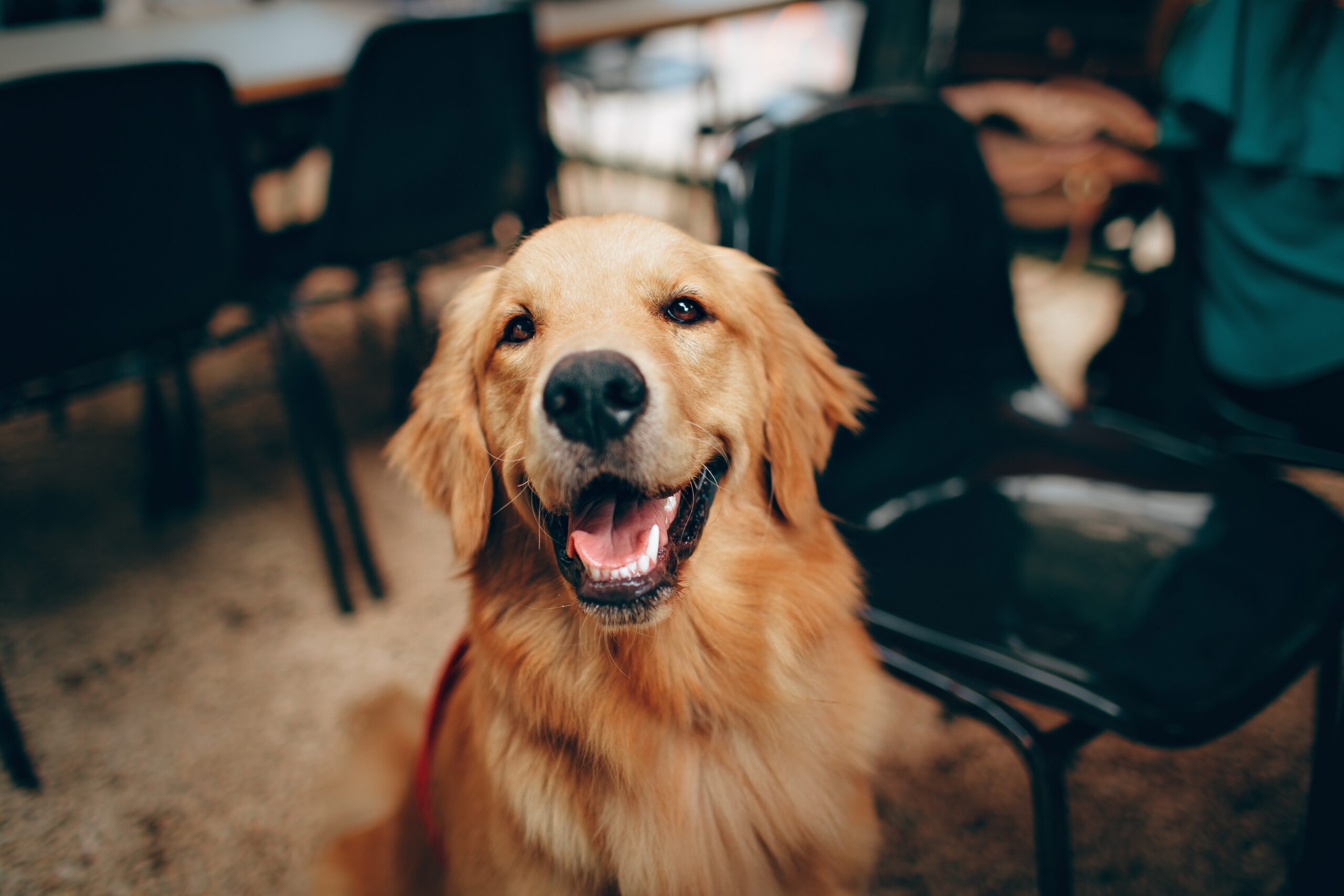 De Gouden Persoonlijkheden van Golden Retrievers: Trouwe en Vriendelijke Metgezellen