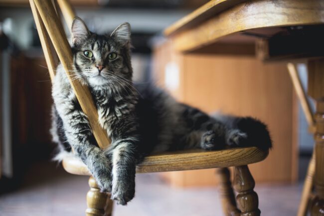 De Fascinerende Wereld van Kattengedrag: Begrijp je Pluizige Vriendje