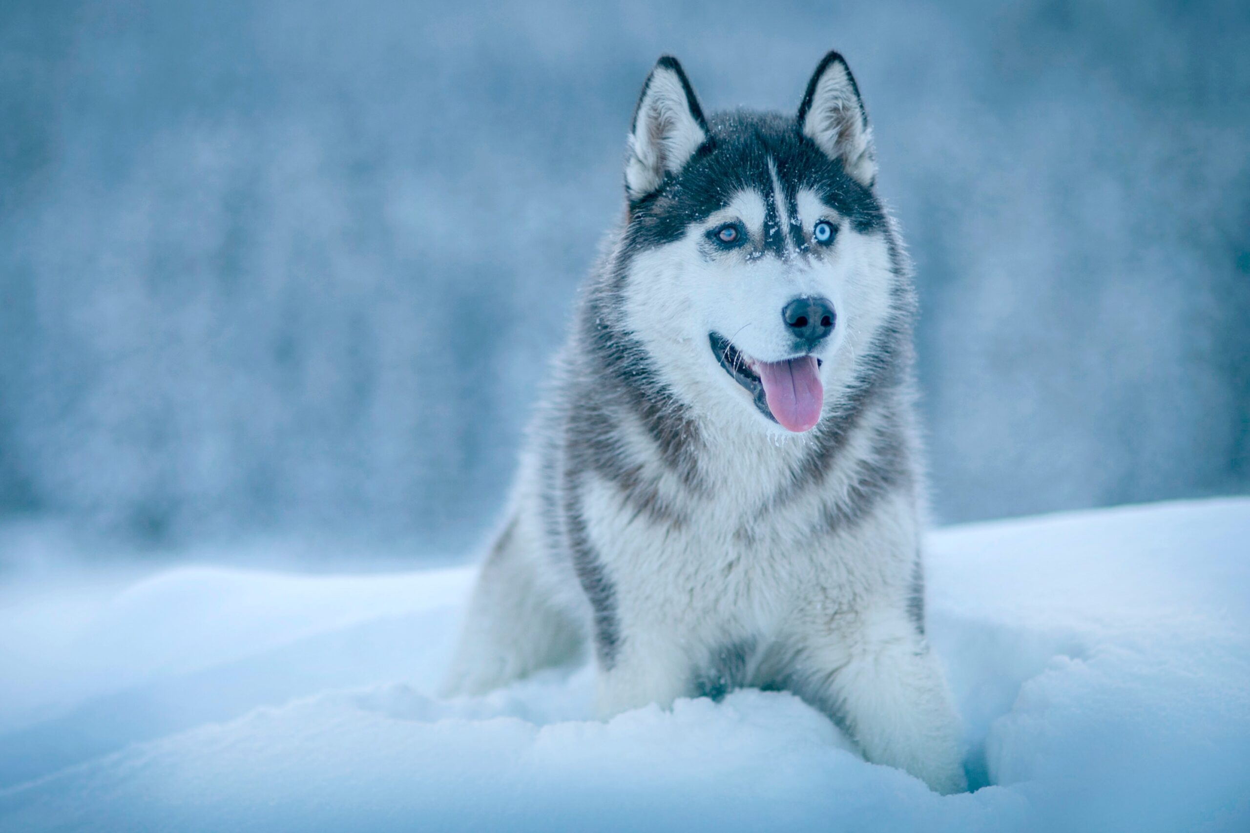 De Magie van Huskies: Energieke Metgezellen met een Eigenzinnig Karakter