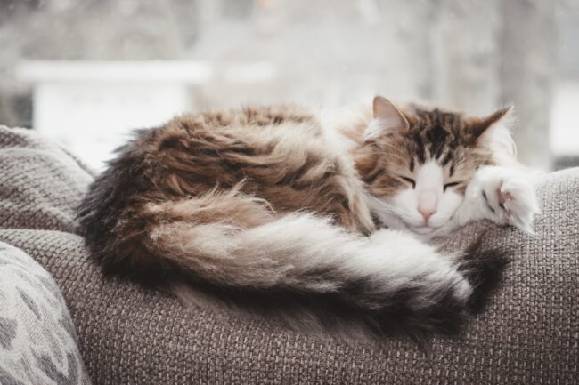 De Kunst van de Kattenrust: Begrip van de Slaappatronen van Je Kat