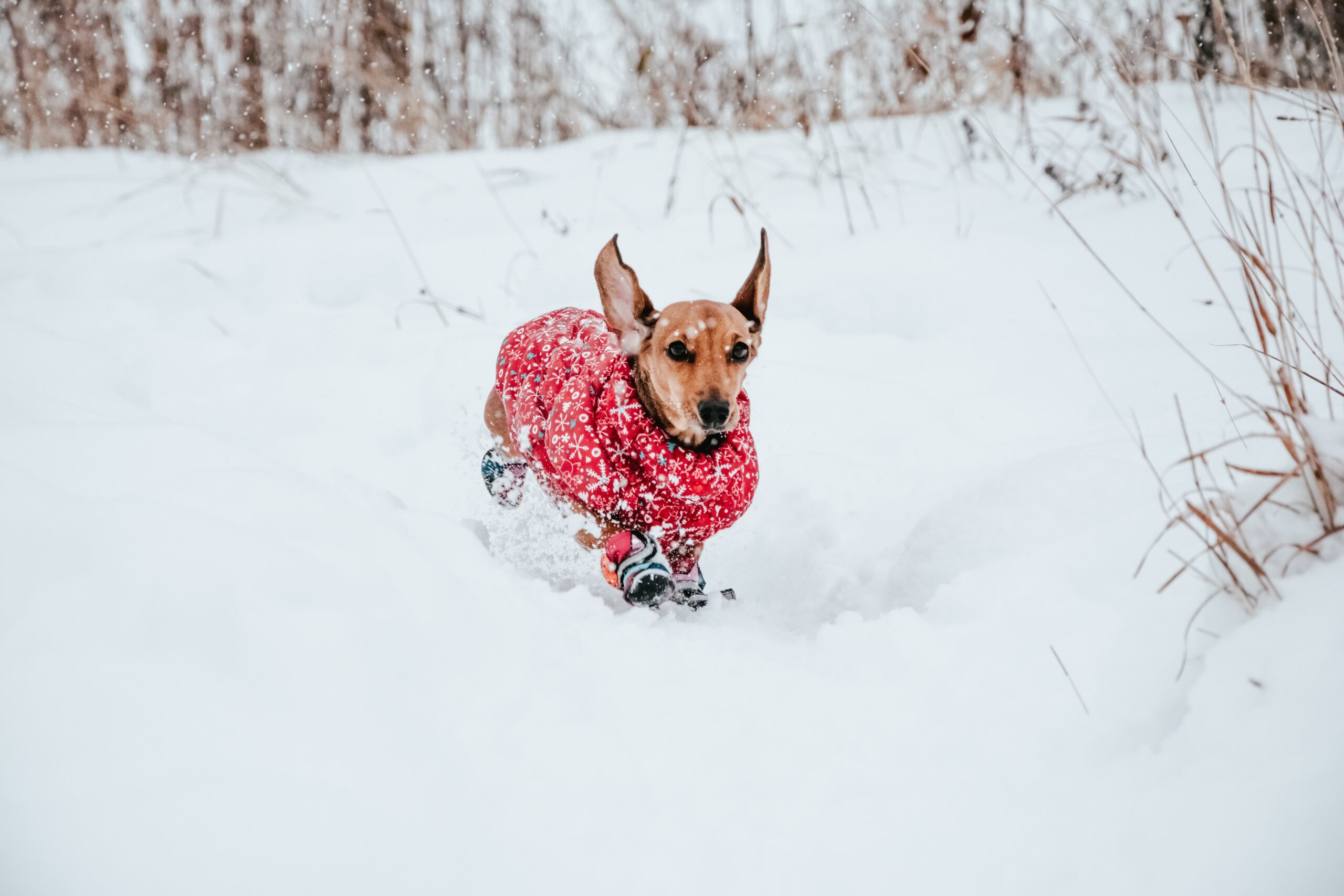 Waarom Honden Meer Last Hebben van Artrose in de Winter