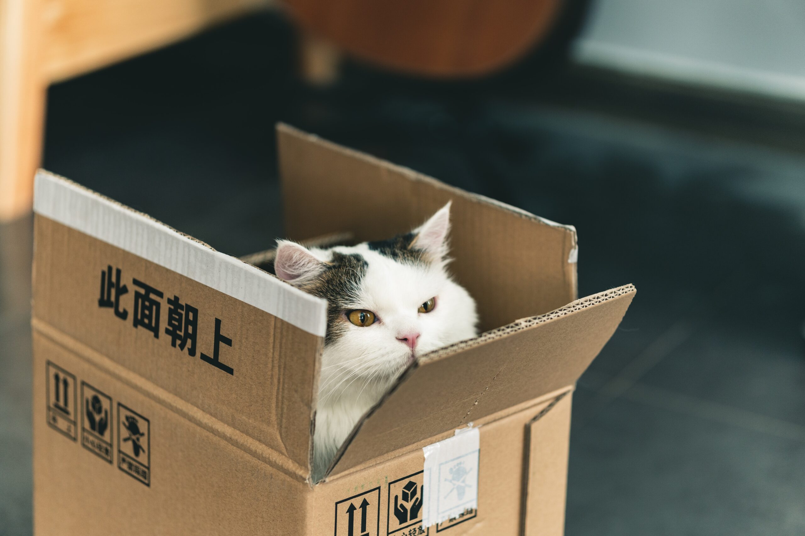 Katten en de Stad: Stedelijke Avonturen met Je Kat