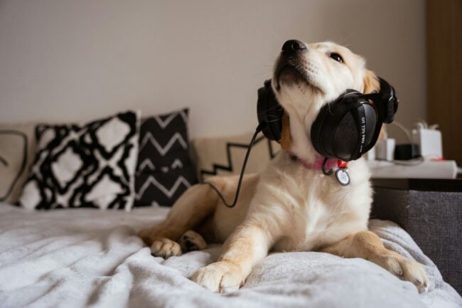 Het Effect van Muziek op Honden: Een Harmonieuze Connectie
