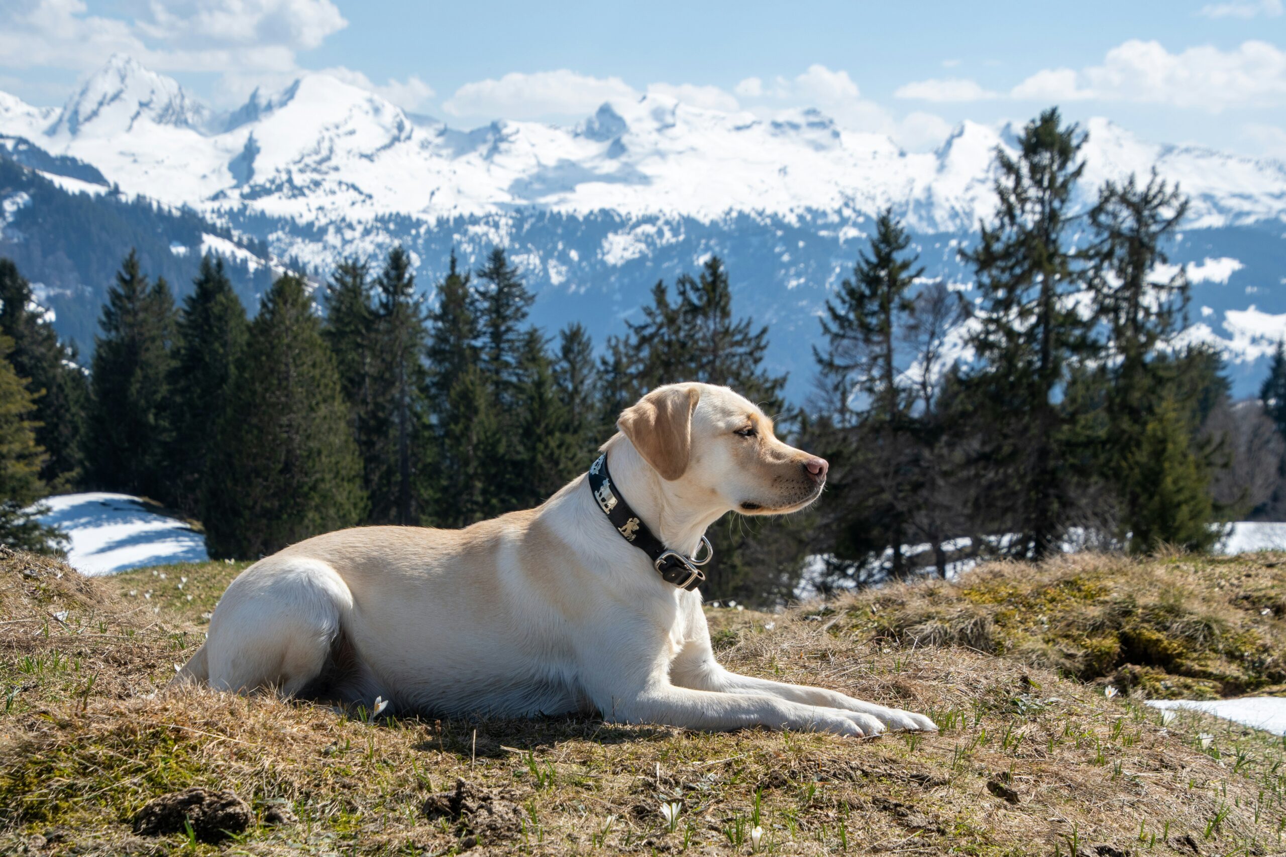 De Labrador: Jouw Ideale Gezinsvriend