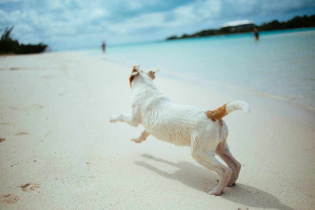 De Beste Vakantiebestemmingen om deze Zomer met je Hond te Bezoeken