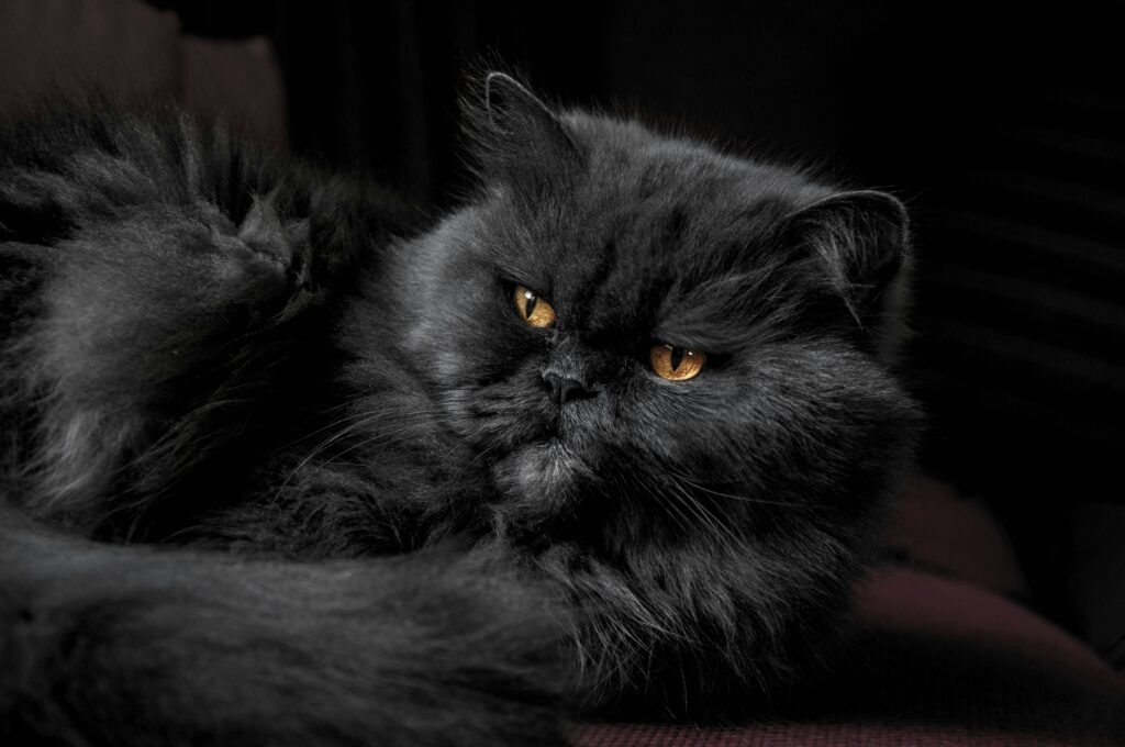 De Betovering van Perzische Katten: Majestueuze Schoonheden met Harten van Goud