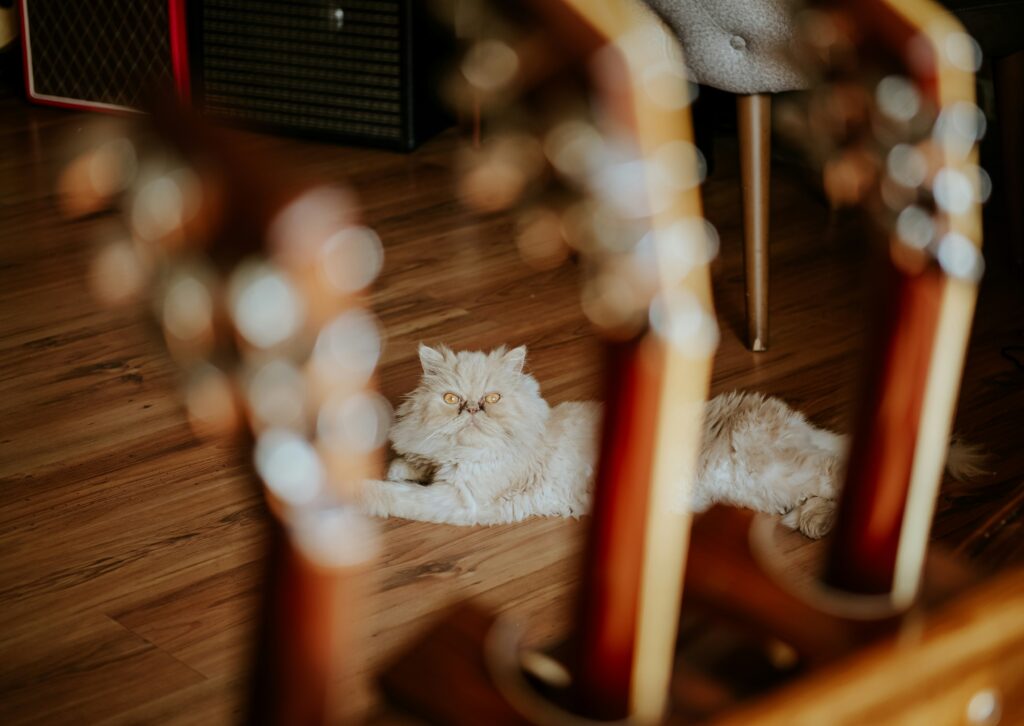 Welk effect heeft muziek op katten?