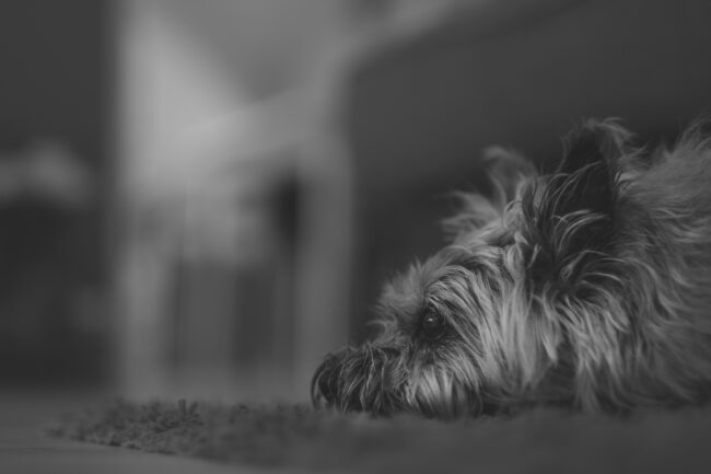 Ontdek de Charme van Cairn Terriers