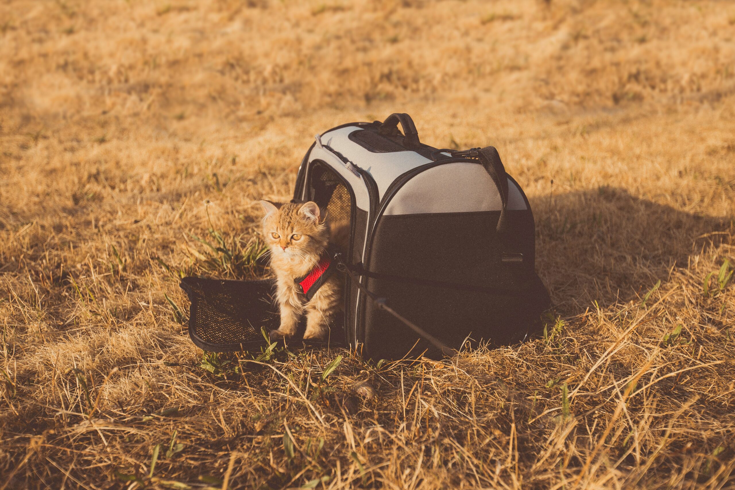 Op Reis Met Je Kat: Tips Voor Een Avontuurlijke Reis