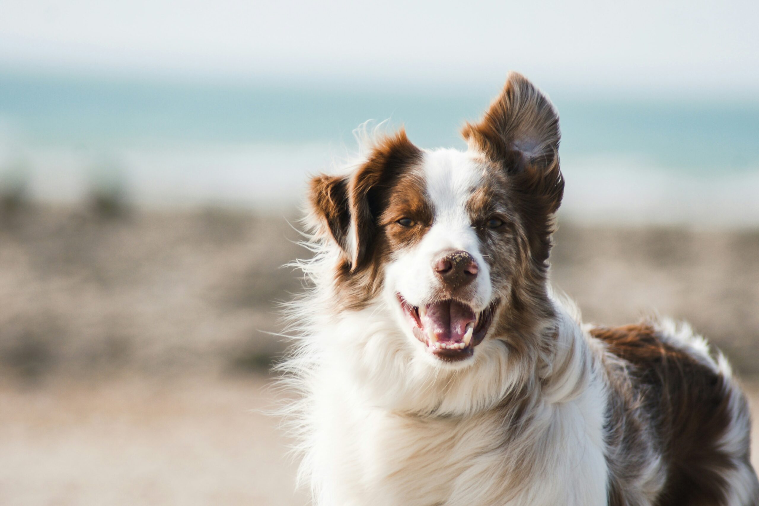 10 Redenen waarom Honden Beter Zijn dan Katten