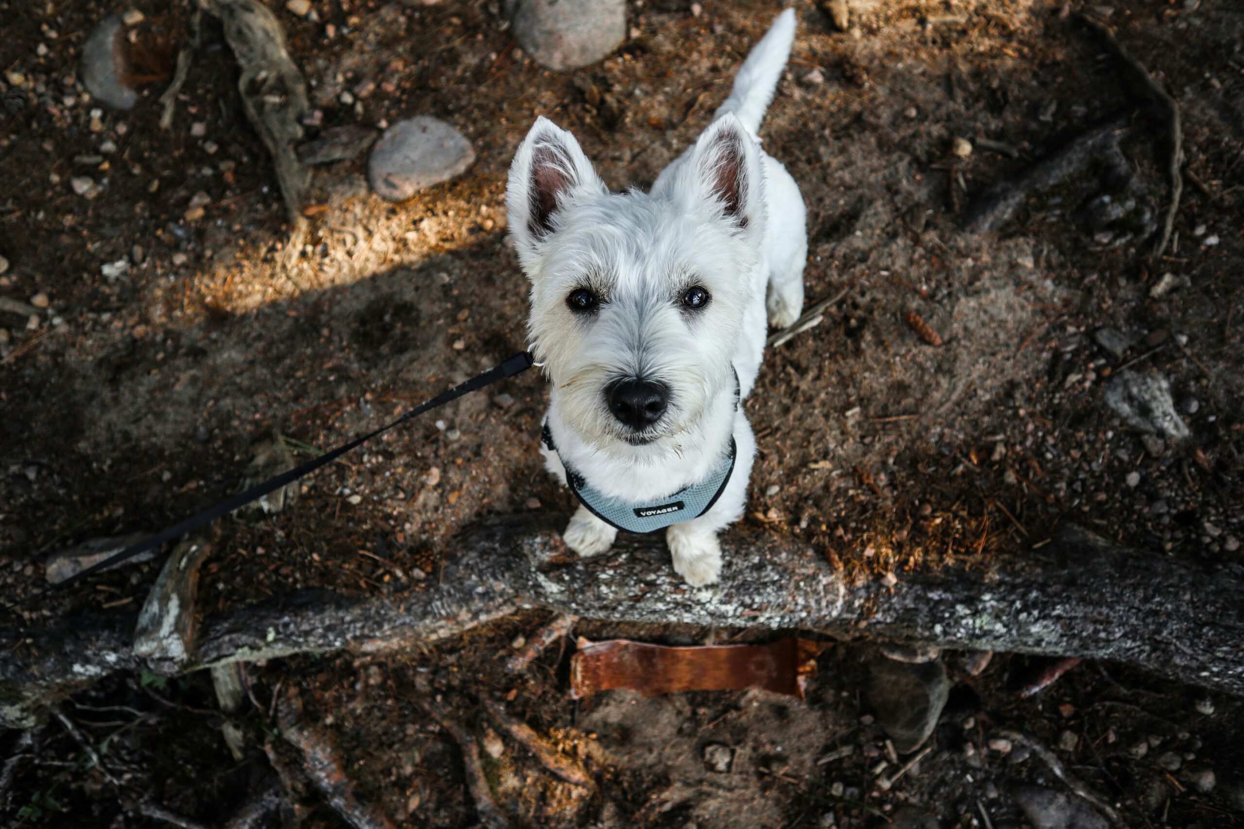 West Highland Terriër (Westie): De Kleine Hond met een Groot Karakter