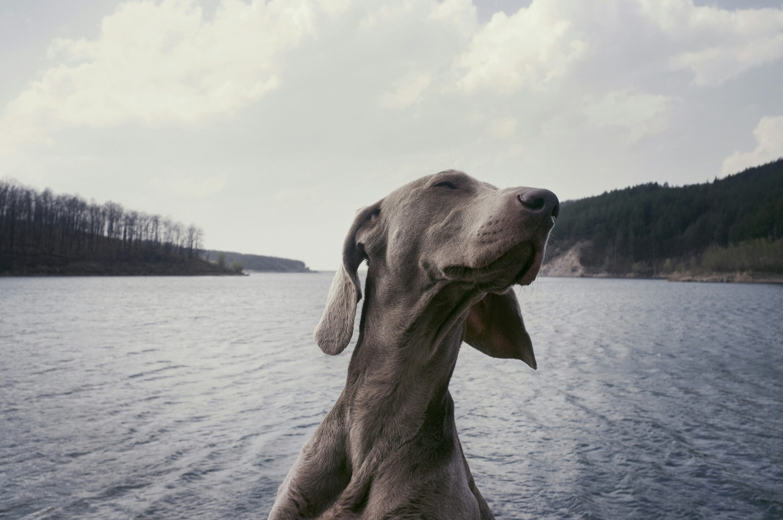 Weimaraner: De Edele en Energieke Jachthond