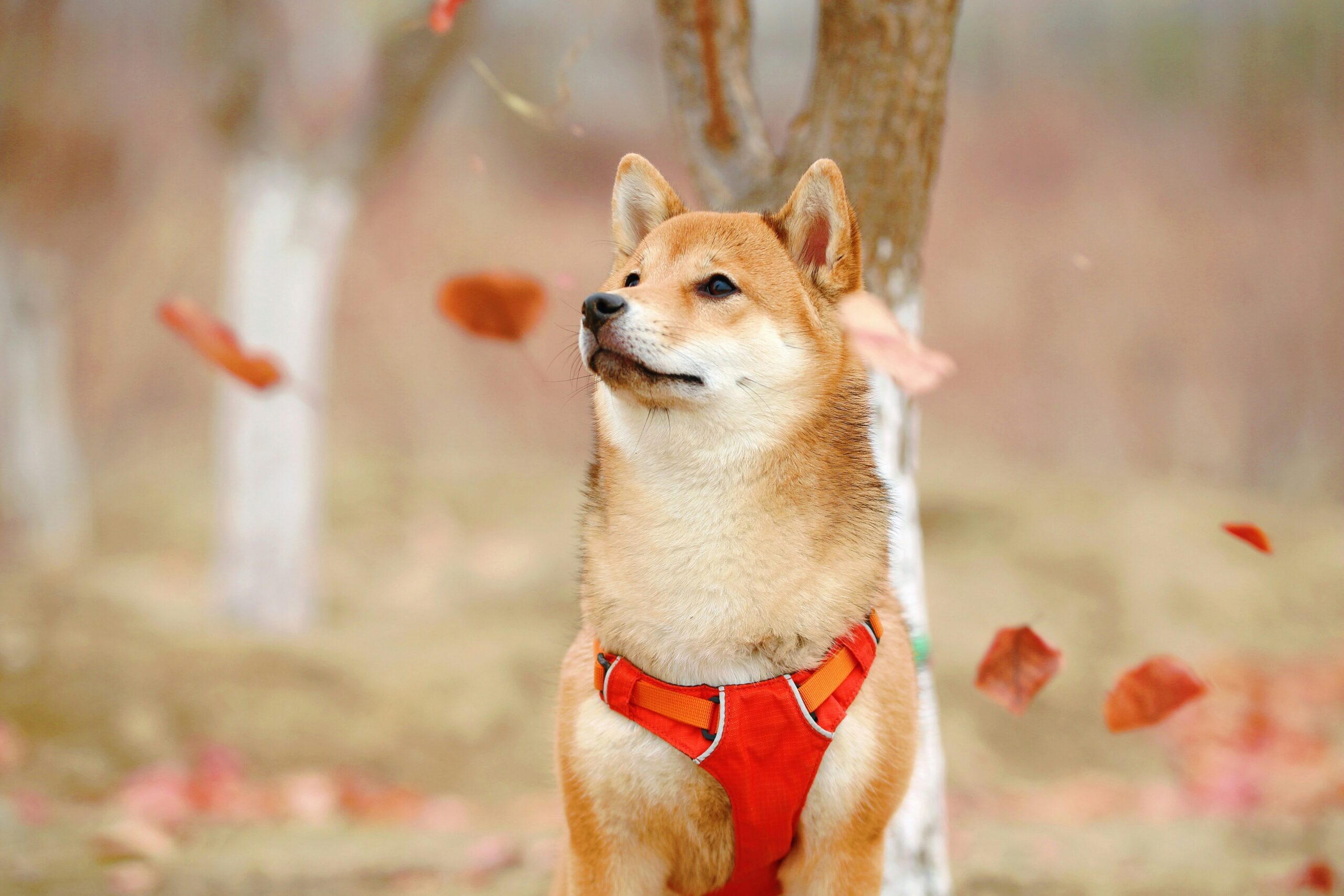 Shiba Inu: De Kleine Hond met een Groot Karakter