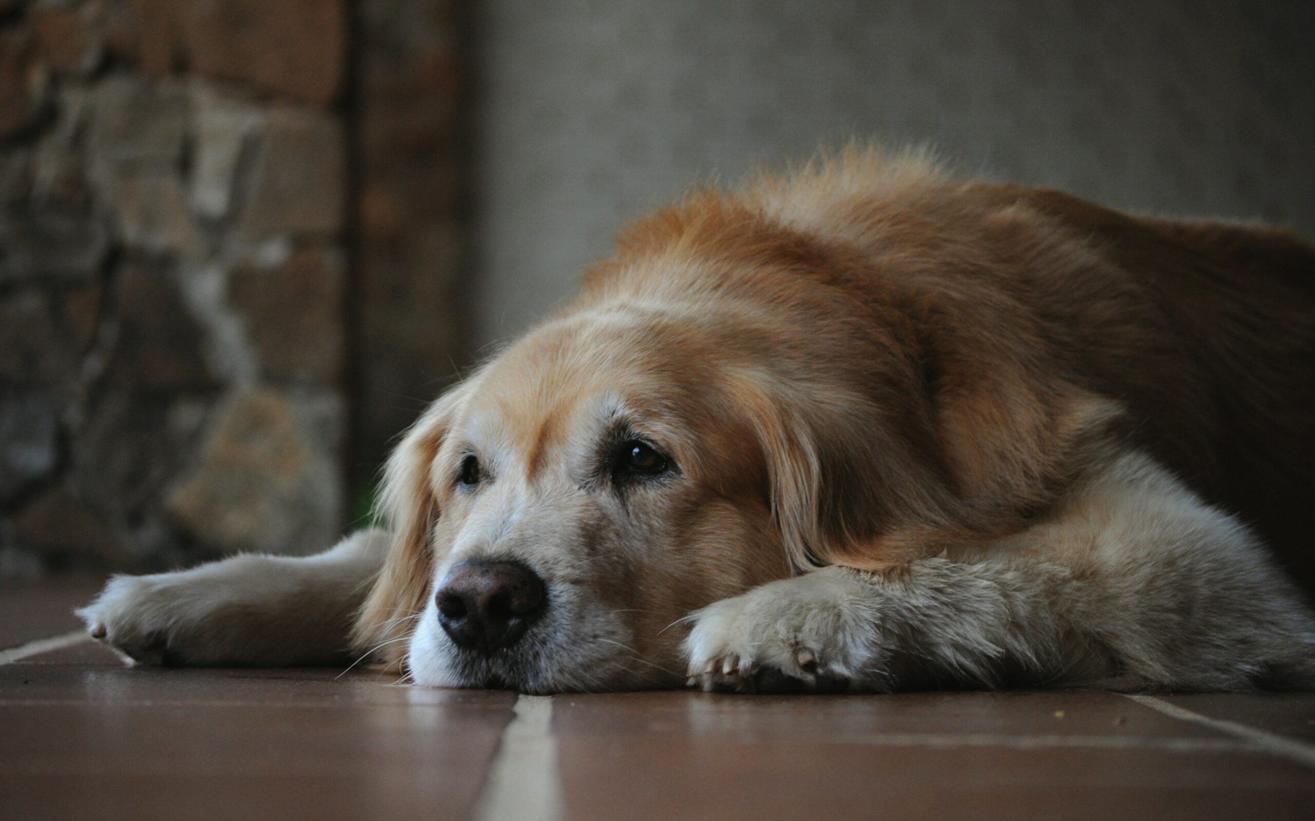 Voeding en Cognitieve Gezondheid bij Oudere Honden