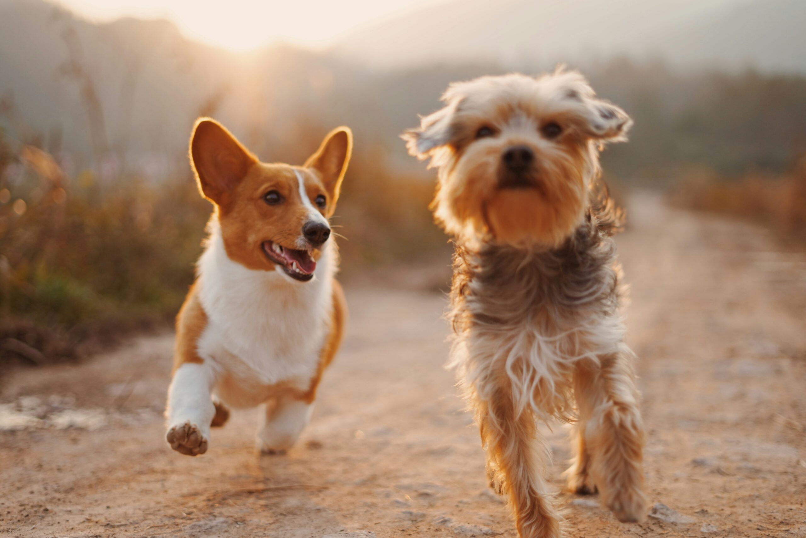 De 10 Meest Voorkomende Gezondheidsproblemen bij Honden: Wat Elke Hondeneigenaar Moet Weten