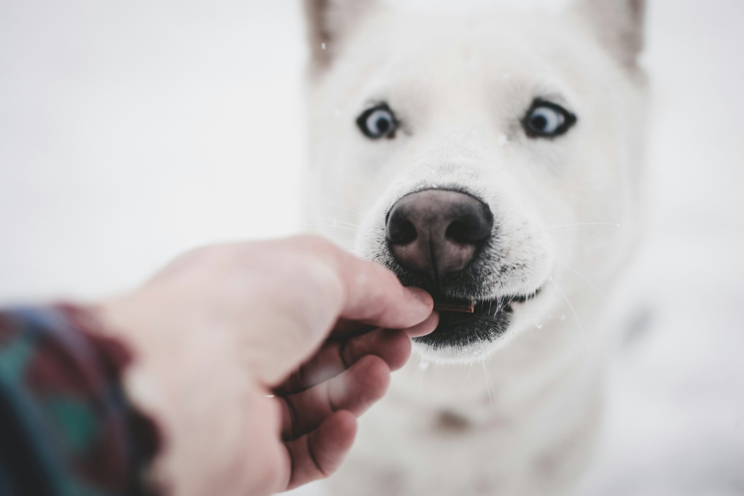 5 Tips voor het Kiezen van Veilige en Gezonde Hondensnacks: Verwen je Hond op de Juiste Manier