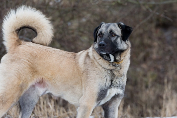 De Anatolische Herder – Een Krachtige Beschermer met een Groot Hart