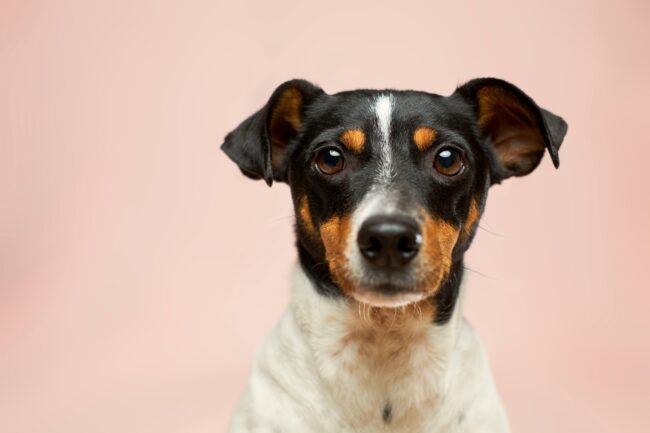 Kruisbandproblemen bij Honden en Hoe Jij Kunt Helpen