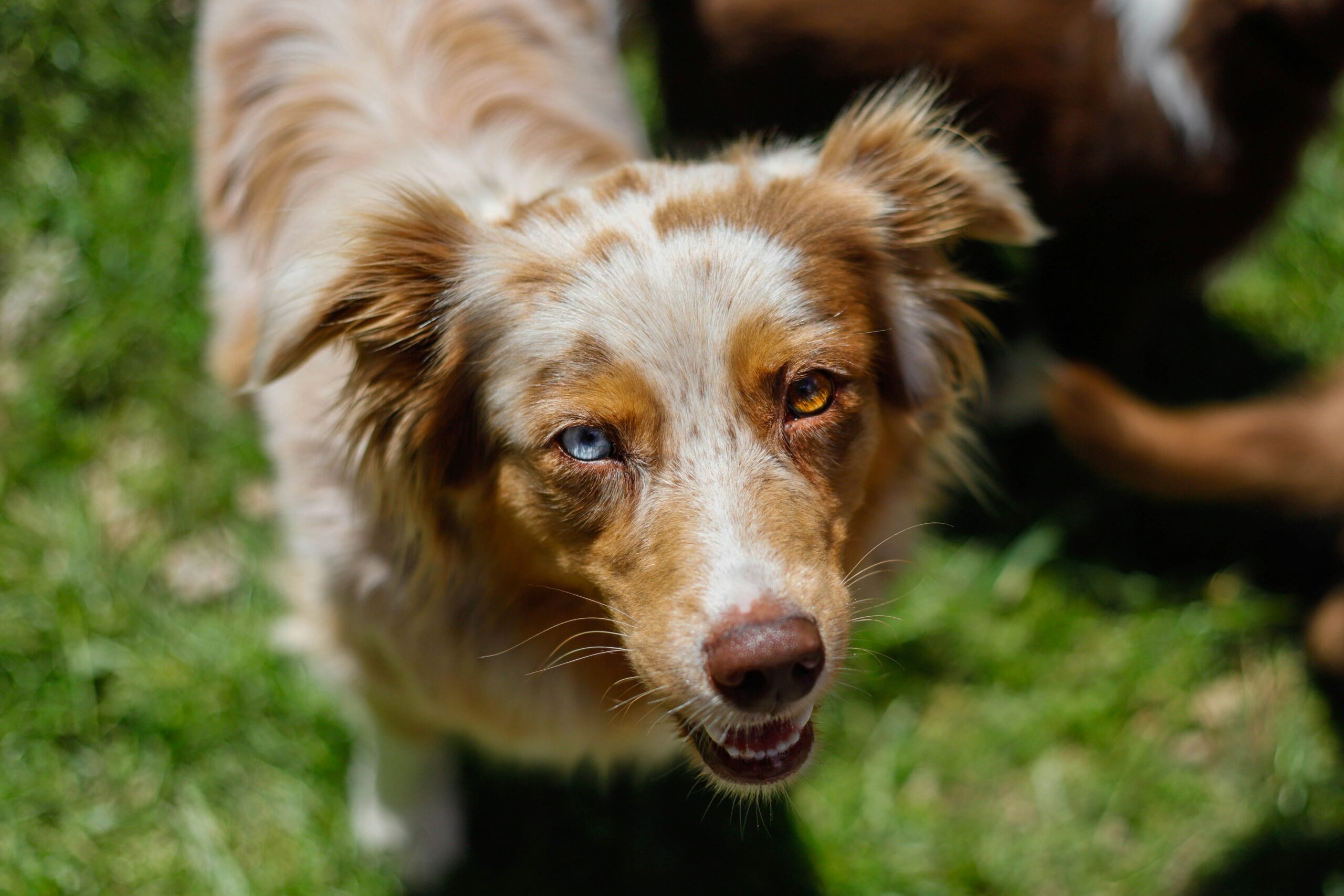 Hoe Honden in Verschillende Culturen Worden Bekeken