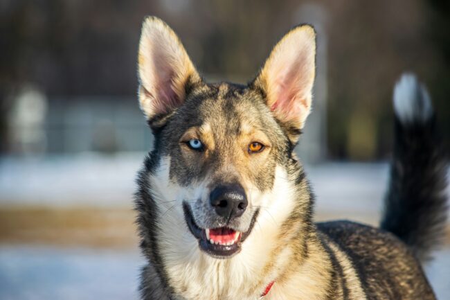 Heterochromie bij Honden – Alles over Twee Verschillende Oogkleuren