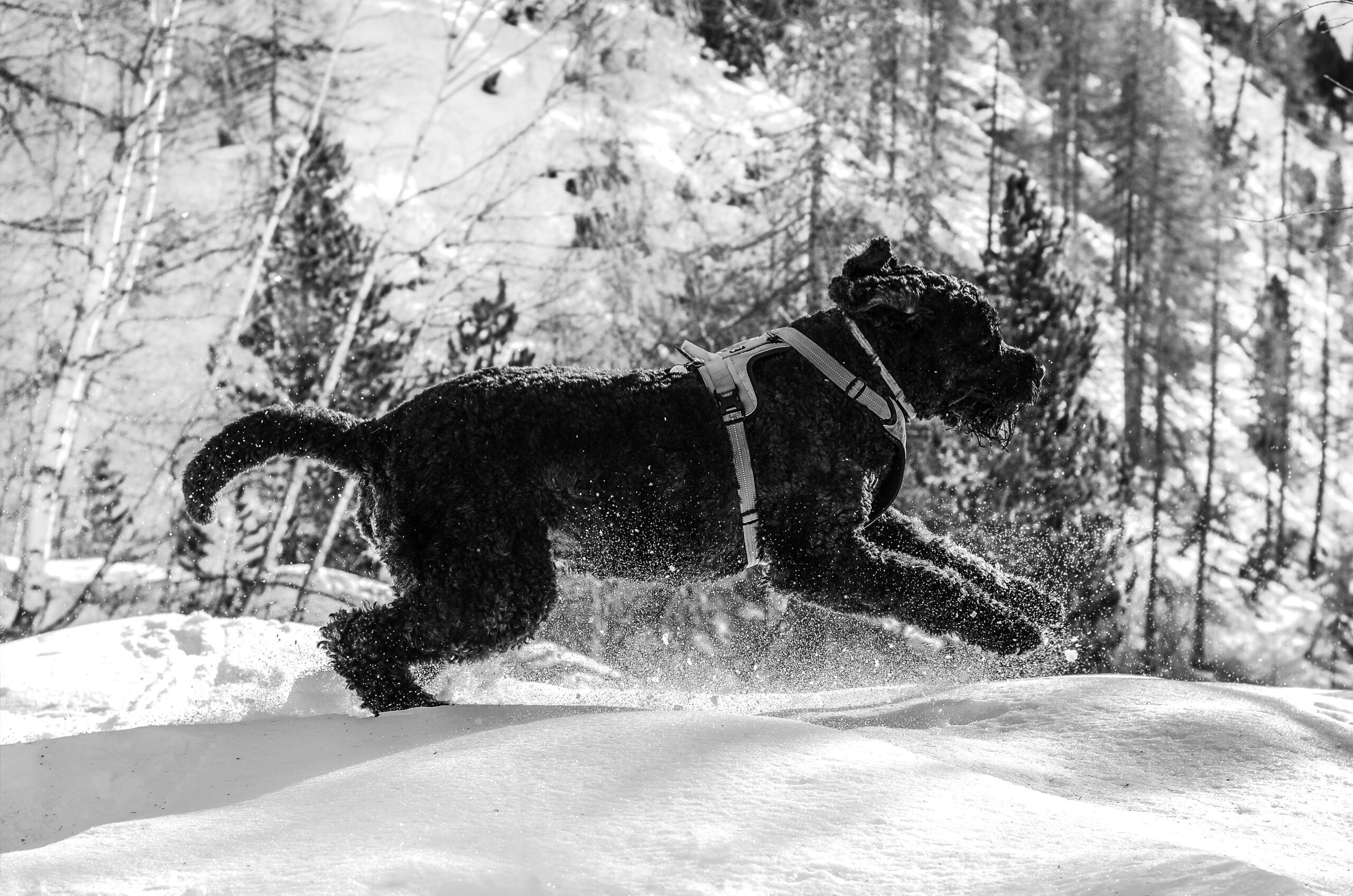 De Bouvier des Flandres: De Sterke Werkhond met een Zacht Hart