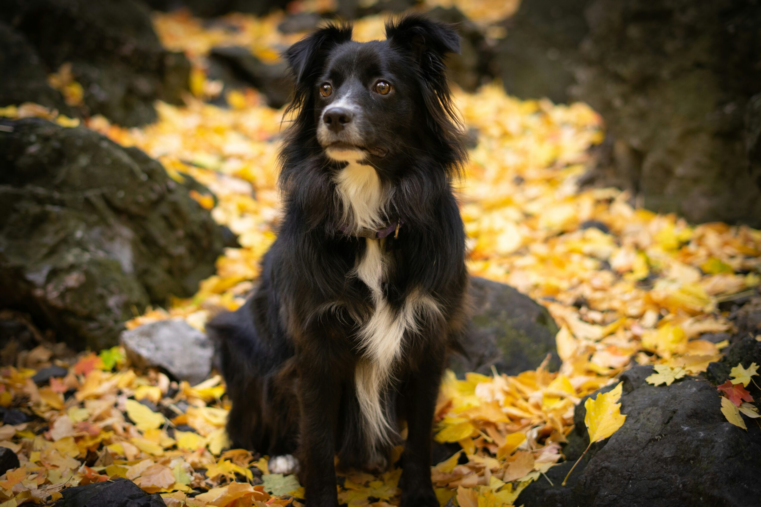 Winterplezier voor je Hond: Het Belang van Speeltijd in de Koude Maanden