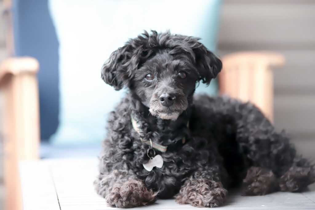 Natuurlijke Anti-Jeuk Shampoo voor Honden: Zo Bescherm je je Hond tegen Parasieten