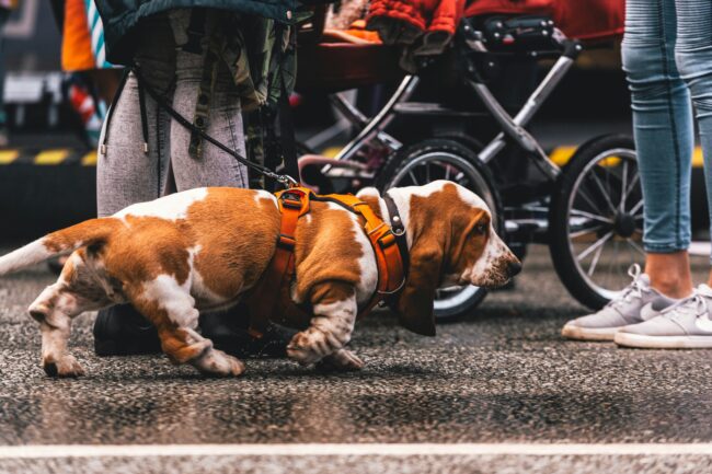 De Lichaamstaal van Honden Begrijpen: Beter Communiceren met je Hond