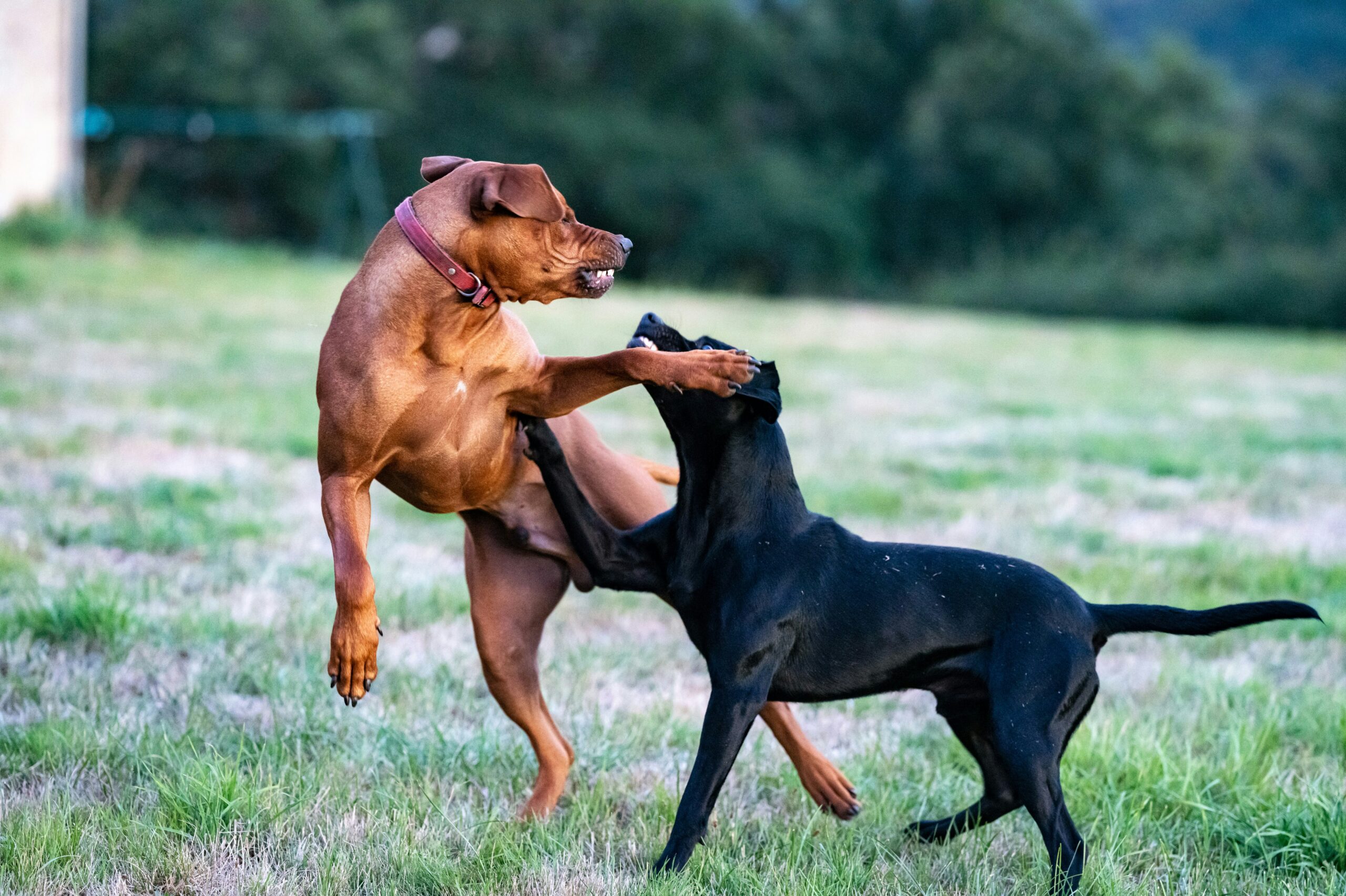 Waarom Spelen Zo Belangrijk is voor Honden en Hoe Je Het Leuk Maakt