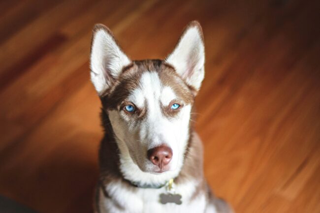 Zinktekort bij Huskies: Wat Je Moet Weten en Hoe Je Het Kunt Voorkomen