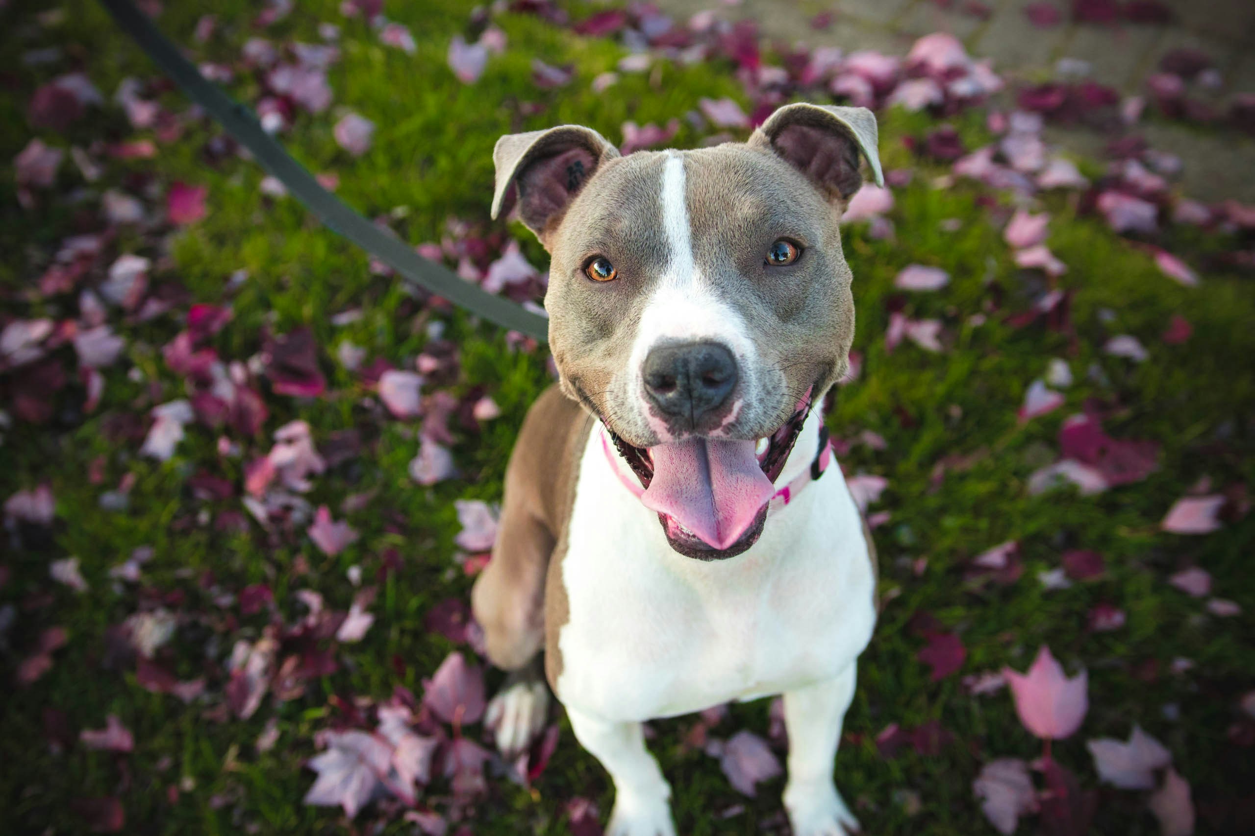 Honden en Bloemen: Wat Je Moet Weten over de Veiligheid van Bloemen voor je Hond