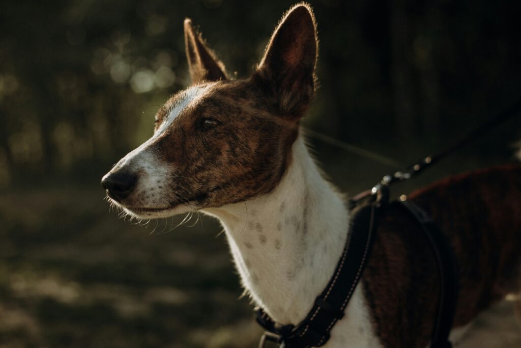 De Basenji: Een Unieke en Fascinerende Hond