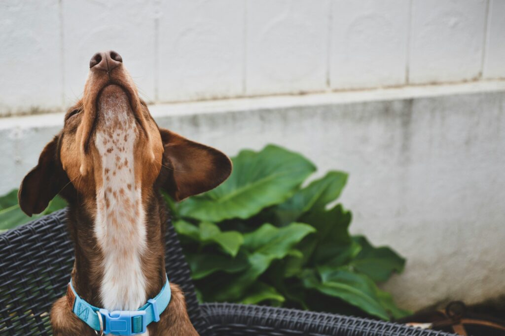 Kunnen Honden de Lente Ruiken?