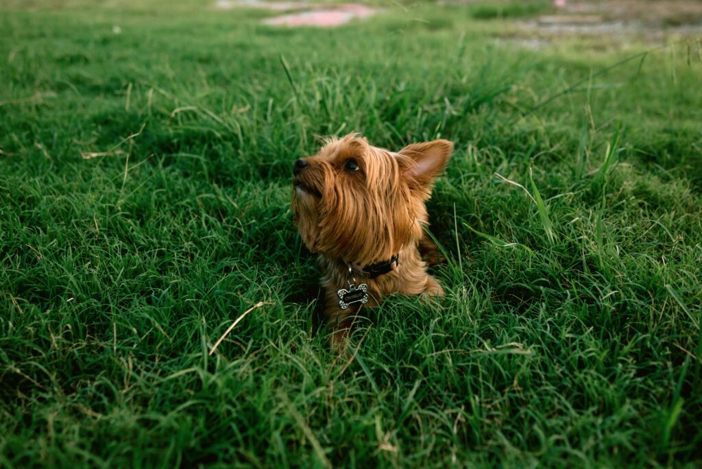 De Psychologische Voordelen van Lenteactiviteiten voor Honden