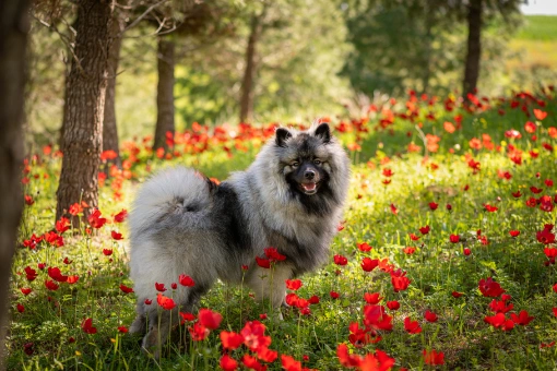 Alles over de Keeshond: De Lieve Wolf in Schapenvacht