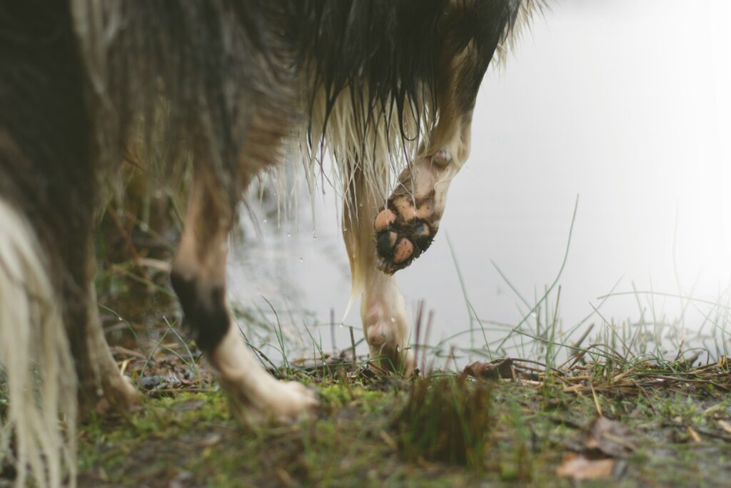 Seizoensgebonden Veiligheid: Bescherm de Pootjes van je Hond tegen Lentegevaren (Stekels, Modder, Hitte)