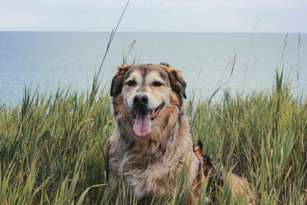 Honden en Veroudering: Hoe Je Je Senior Hond Gelukkig en Gezond Houdt