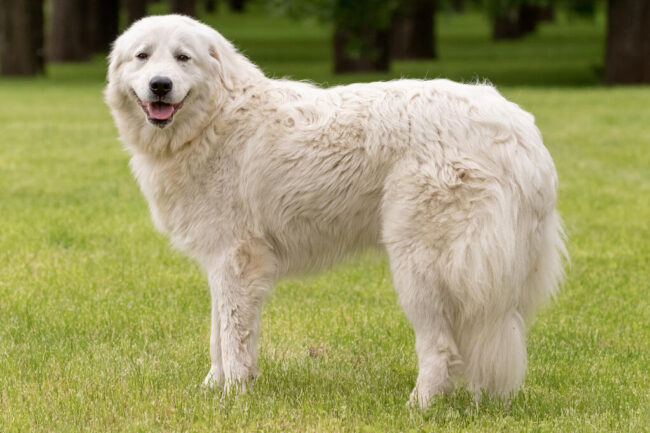 De Maremma Herdershond: Een Waakhond met een Groot Hart