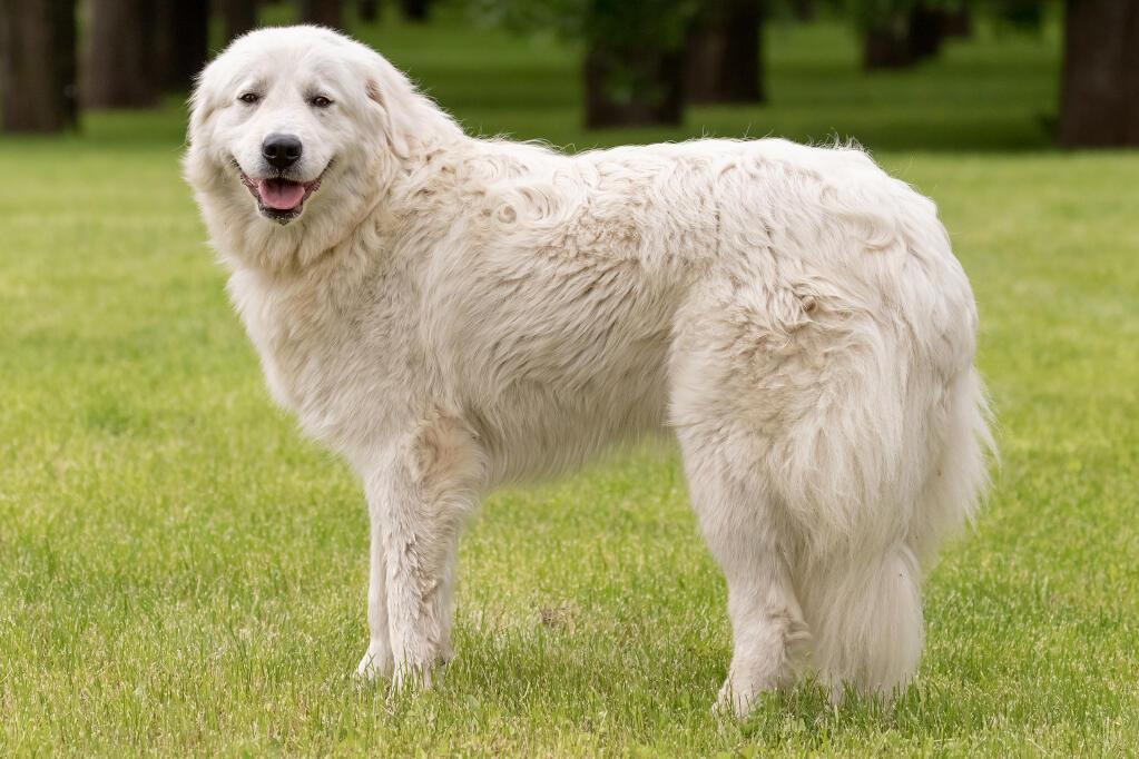 De Maremma Herdershond: Een Waakhond met een Groot Hart