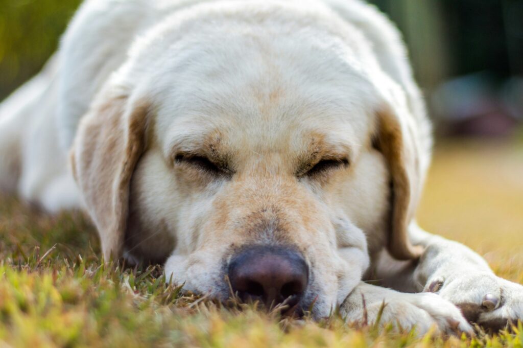 De Waarheid Over Honden Dromen: Waar Dromen Ze Echt Over?