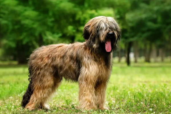 De Briard: een veelzijdige en liefdevolle gezinshond