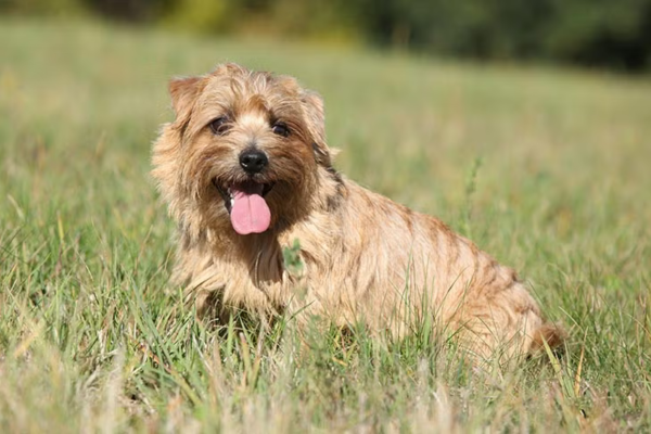 De Norfolk Terrier: klein maar dapper