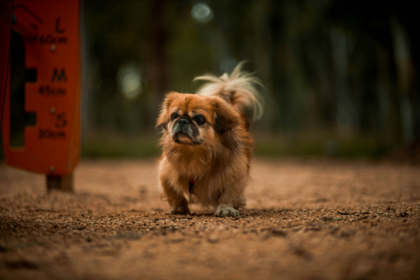 De Pekingees: een koninklijke metgezel met een groot hart