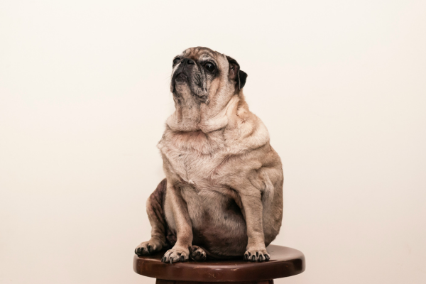 Mopshonden: kleine honden met een groot hart