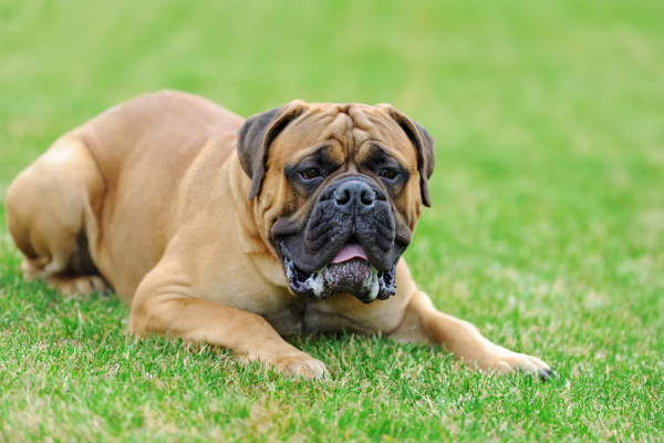 De Bullmastiff: een krachtige bewaker met een gouden hart