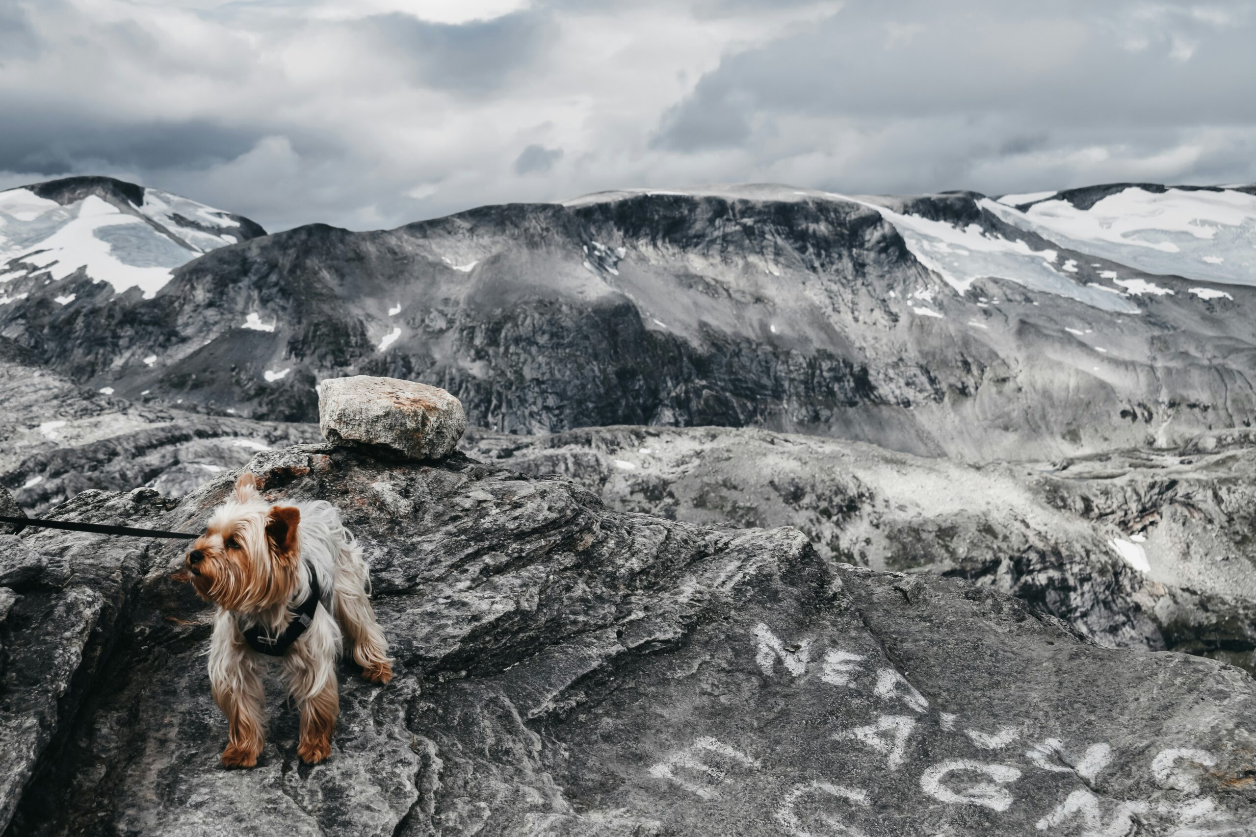 Het Maken van een Bucketlist voor Je Hond: Avonturen die Elke Pup Verdient