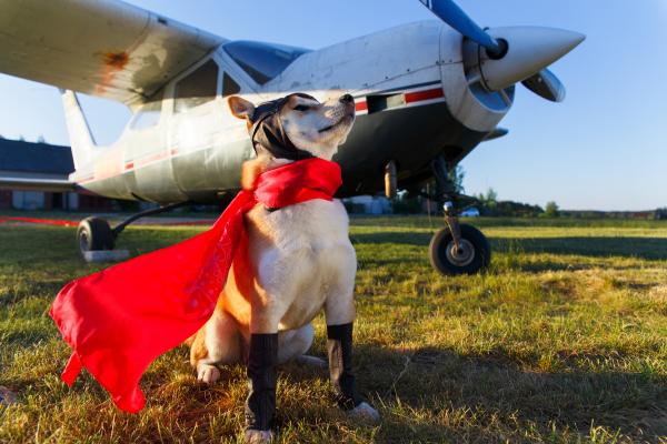 Reistips voor Honden: Stressvrij Vliegen