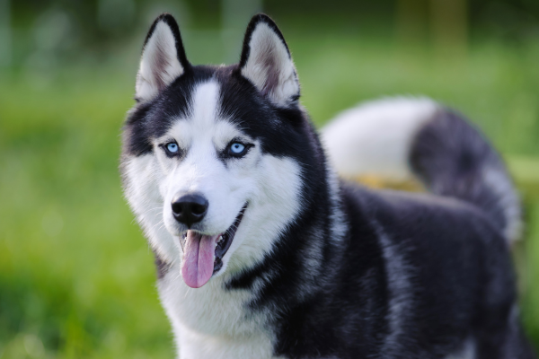 Kun Je Honden met Dubbele Vacht Scheren in de Zomer?